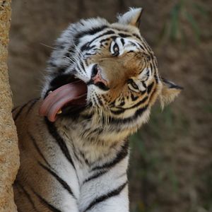 Preview wallpaper tiger, animal, predator, protruding tongue, big cat