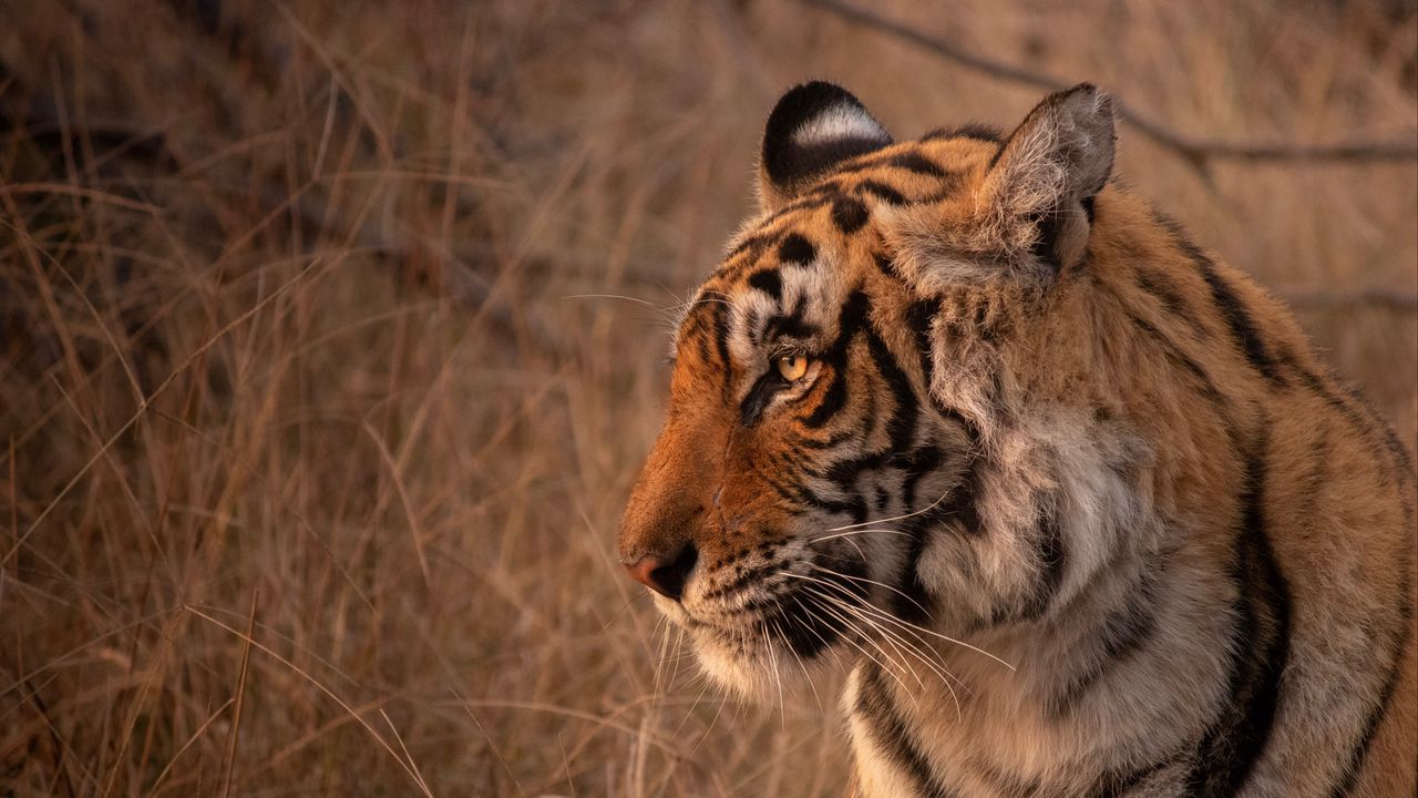 Wallpaper tiger, animal, predator, glance, wildlife