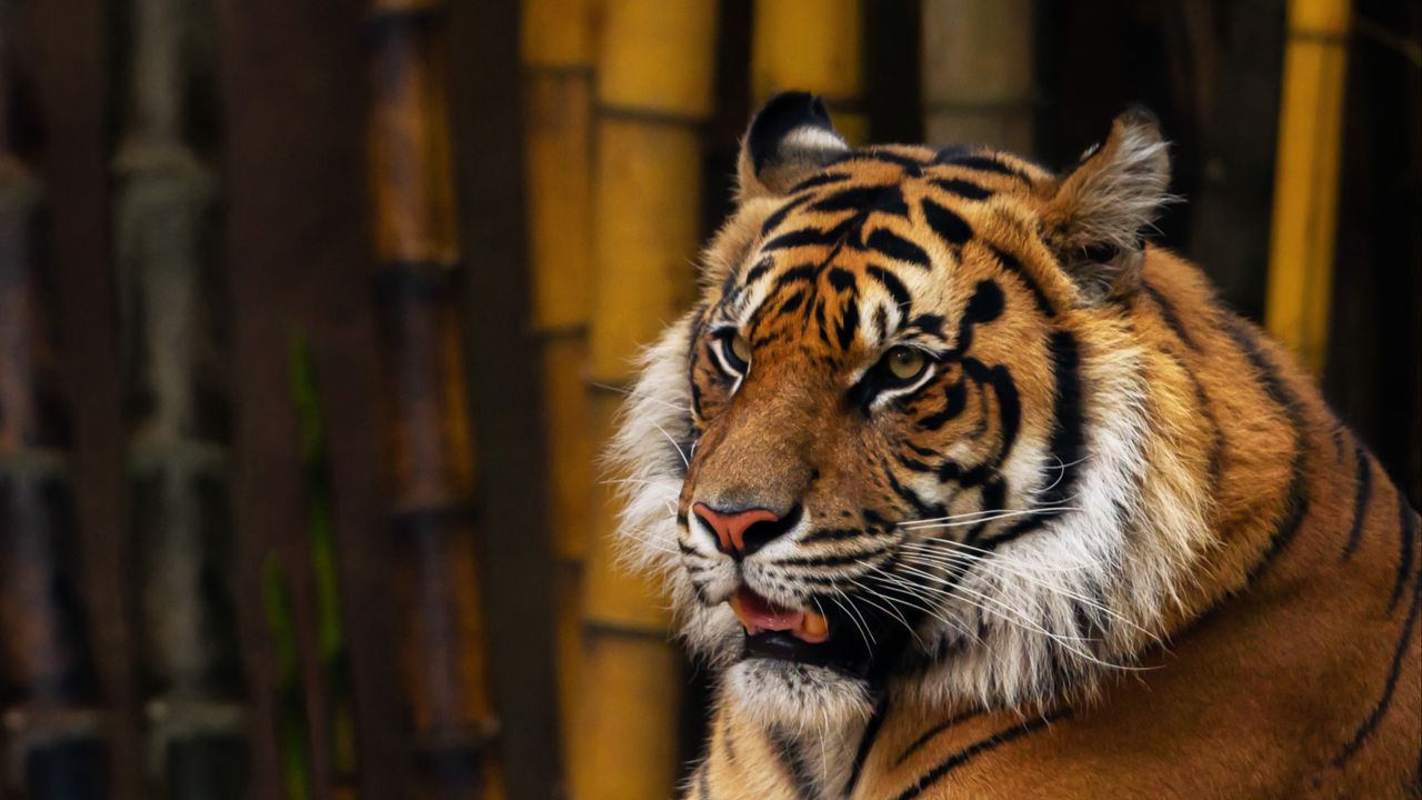 Wallpaper tiger, animal, predator, glance, bamboo