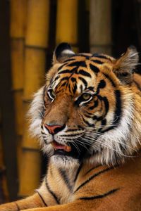 Preview wallpaper tiger, animal, predator, glance, bamboo