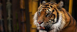 Preview wallpaper tiger, animal, predator, glance, bamboo