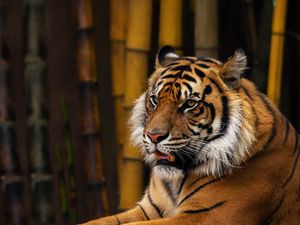 Preview wallpaper tiger, animal, predator, glance, bamboo