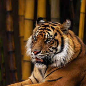 Preview wallpaper tiger, animal, predator, glance, bamboo