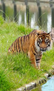Preview wallpaper tiger, animal, predator, big cat, wild
