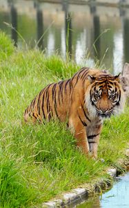 Preview wallpaper tiger, animal, predator, big cat, wild
