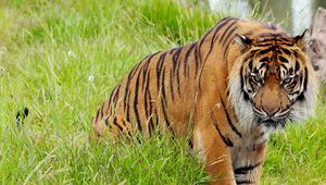 Preview wallpaper tiger, animal, predator, big cat, wild