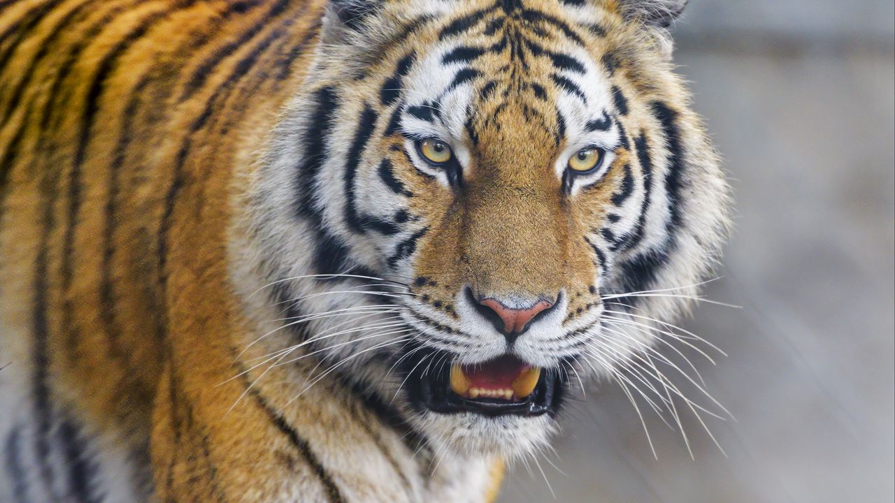 Wallpaper tiger, animal, predator, glance, big cat, wildlife