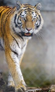 Preview wallpaper tiger, animal, predator, glance, big cat, wildlife