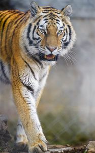 Preview wallpaper tiger, animal, predator, glance, big cat, wildlife