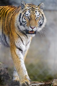 Preview wallpaper tiger, animal, predator, glance, big cat, wildlife