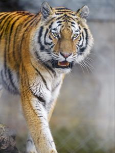 Preview wallpaper tiger, animal, predator, glance, big cat, wildlife