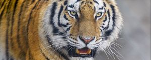 Preview wallpaper tiger, animal, predator, glance, big cat, wildlife