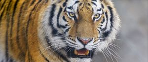 Preview wallpaper tiger, animal, predator, glance, big cat, wildlife