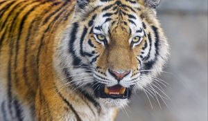 Preview wallpaper tiger, animal, predator, glance, big cat, wildlife