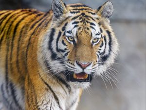 Preview wallpaper tiger, animal, predator, glance, big cat, wildlife