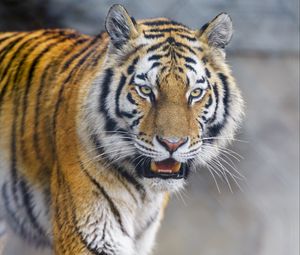 Preview wallpaper tiger, animal, predator, glance, big cat, wildlife