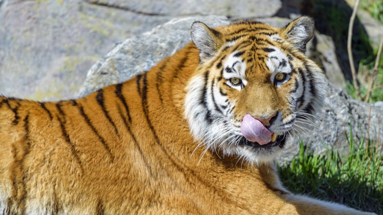 Wallpaper tiger, animal, predator, protruding tongue