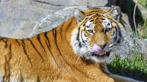 Preview wallpaper tiger, animal, predator, protruding tongue