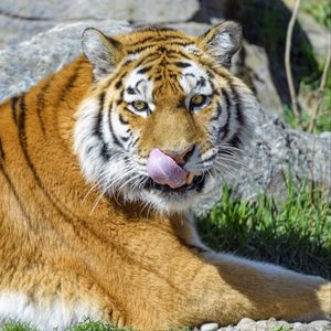 Preview wallpaper tiger, animal, predator, protruding tongue