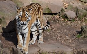 Preview wallpaper tiger, animal, predator, glance, roar