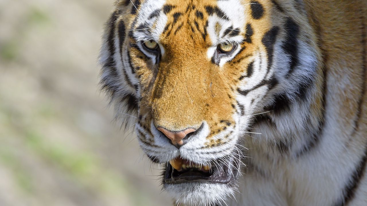 Wallpaper tiger, animal, predator, glance, roar, big cat