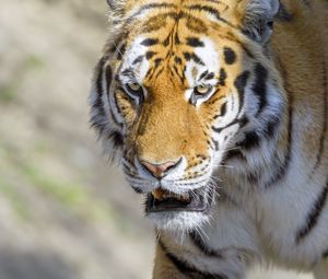 Preview wallpaper tiger, animal, predator, glance, roar, big cat