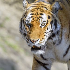 Preview wallpaper tiger, animal, predator, glance, roar, big cat