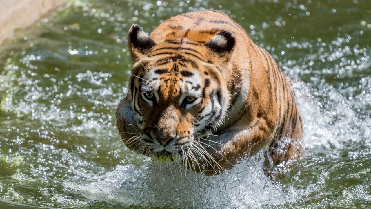 Wallpaper tiger, animal, predator, water, big cat