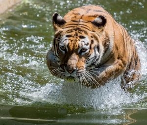 Preview wallpaper tiger, animal, predator, water, big cat
