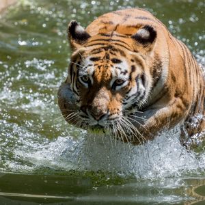 Preview wallpaper tiger, animal, predator, water, big cat