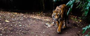 Preview wallpaper tiger, animal, predator, roar, big cat