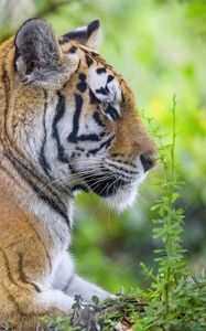 Preview wallpaper tiger, animal, predator