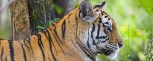 Preview wallpaper tiger, animal, predator