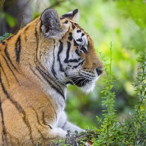Preview wallpaper tiger, animal, predator