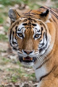 Preview wallpaper tiger, animal, predator, fangs, wildlife
