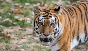 Preview wallpaper tiger, animal, predator, fangs, wildlife