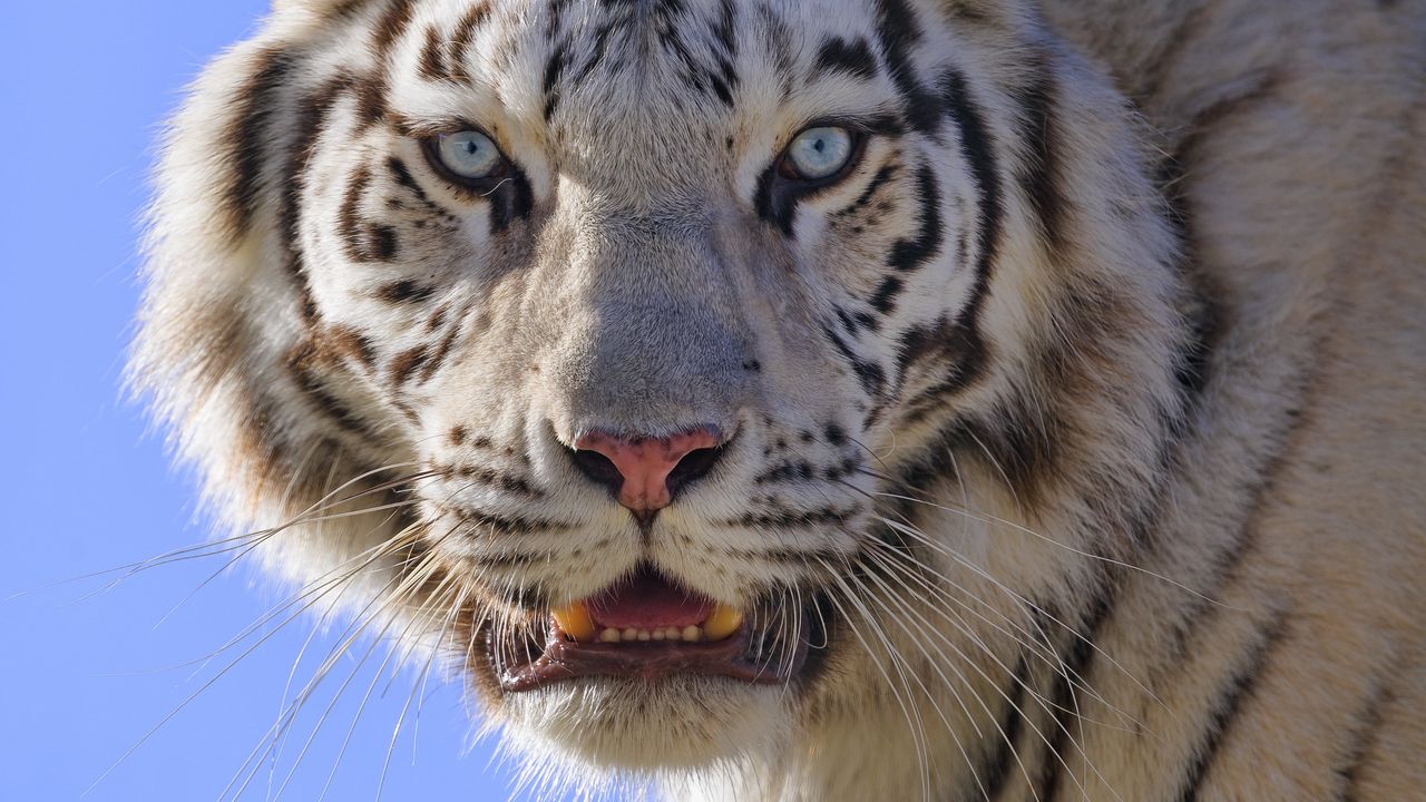 Wallpaper tiger, animal, predator, white