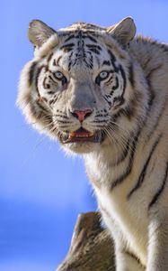Preview wallpaper tiger, animal, predator, white