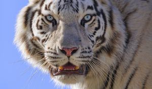 Preview wallpaper tiger, animal, predator, white