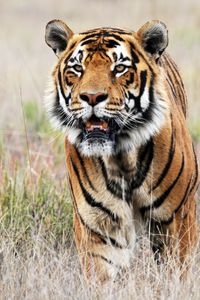 Preview wallpaper tiger, animal, predator, grass, africa