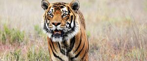 Preview wallpaper tiger, animal, predator, grass, africa