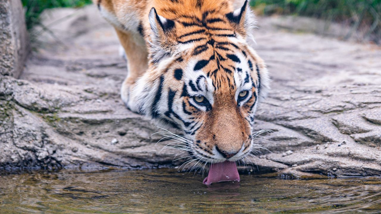 Wallpaper tiger, animal, protruding tongue, big cat