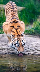 Preview wallpaper tiger, animal, protruding tongue, big cat