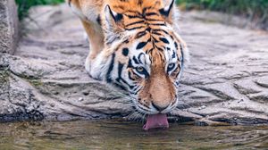 Preview wallpaper tiger, animal, protruding tongue, big cat