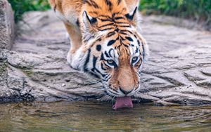 Preview wallpaper tiger, animal, protruding tongue, big cat