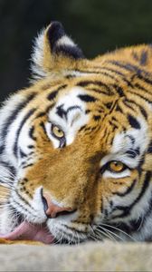 Preview wallpaper tiger, animal, protruding tongue, stripes, big cat