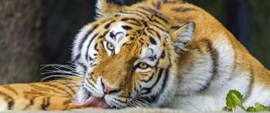 Preview wallpaper tiger, animal, protruding tongue, stripes, big cat