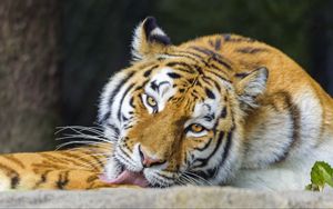 Preview wallpaper tiger, animal, protruding tongue, stripes, big cat