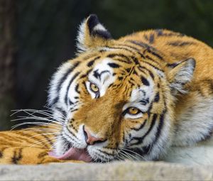 Preview wallpaper tiger, animal, protruding tongue, stripes, big cat