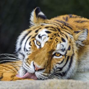 Preview wallpaper tiger, animal, protruding tongue, stripes, big cat